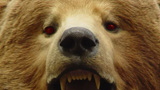 Weeds: U of A: How to Survive a Bear Attack