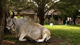This American Life: An Animal They Loved
