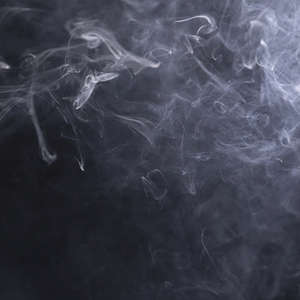 showtime dog food dealers near me